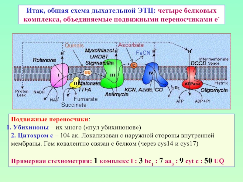 Итак, общая схема дыхательной ЭТЦ: четыре белковых комплекса, объединяемые подвижными переносчиками