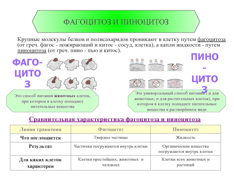 Фагоцитоз клетки