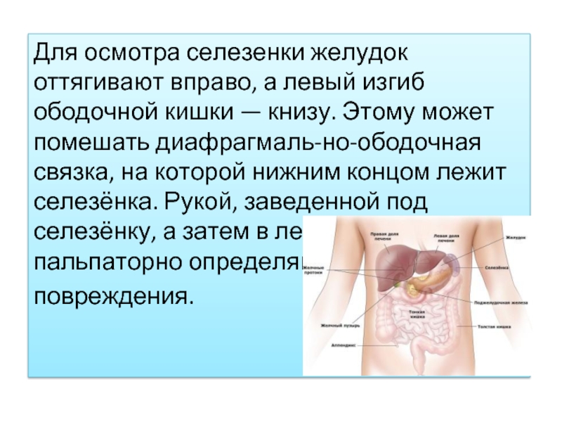Обследование селезенки. Ревизия органов брюшной полости. Левый изгиб ободочной кишки.