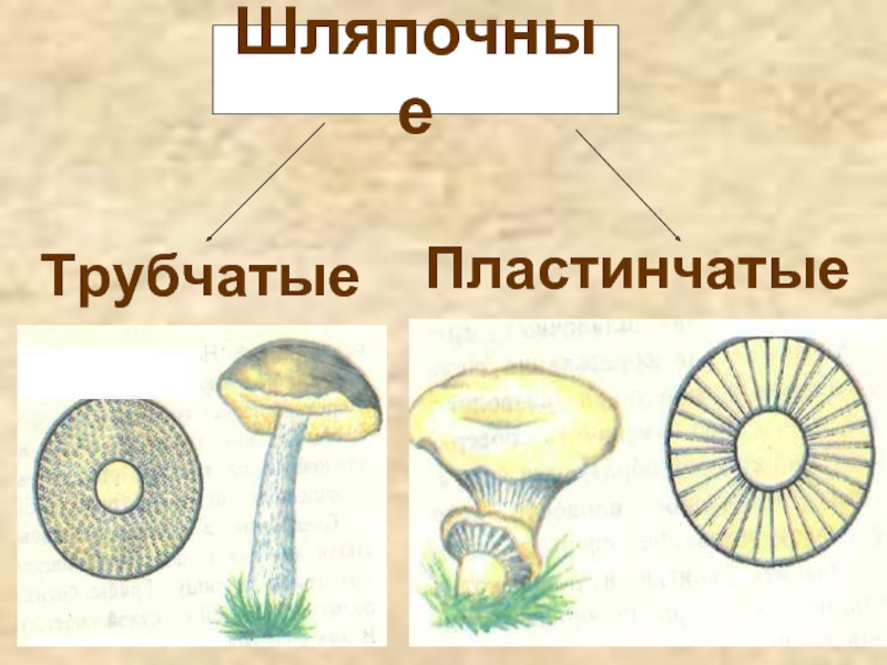 Различие трубчатых грибов. Шляпочные грибы трубчатые и пластинчатые. Пластинчатые и трубчатые грибы строение. Пластинчатые грибы и трубчатые грибы. Шляпочные трубчатые.