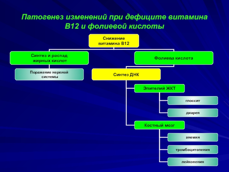 Анемия при дефиците в12. Витамин в12 с фолиевой кислотой. Патогенез дефицита фолиевой кислоты. Патогенез дефицита витамина в12. Патогенез фолиевой анемии.