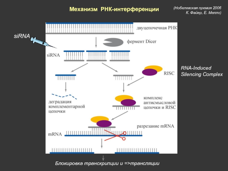 Рнк интерференция схема