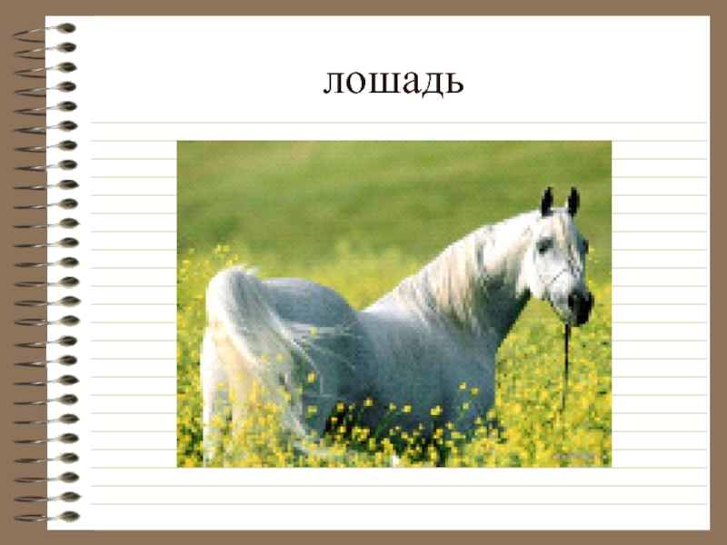 Слово без коня. Слово лошадь. Звук лошади текст. Текст про лошадей. Звук лошади в слове.