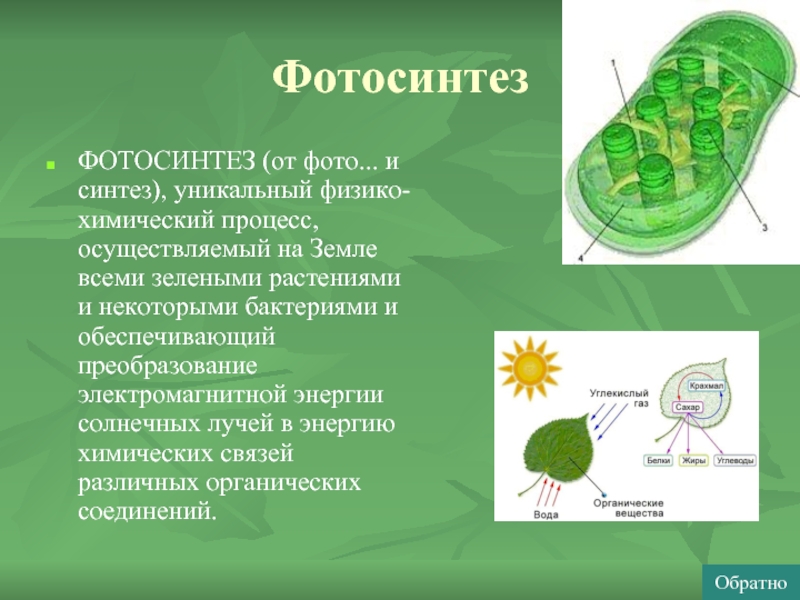 К фотосинтезу способна. Фотосинтез прокариот. Фотосинтез эукариот. Фотосинтез схема у прокариот. Фотосинтез у прокариот и эукариот.