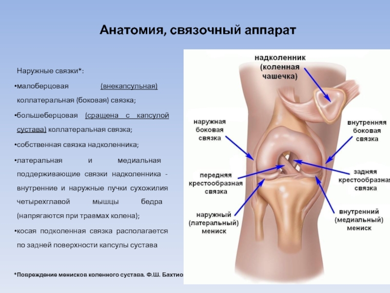 Коллатеральная связка