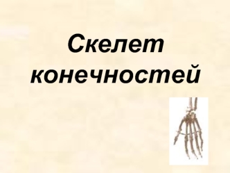 Скелет конечностей человека