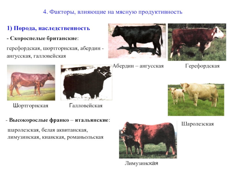 Реферат: Системы и способы содержания и кормления коров в зимний и летний периоды. Технология произв