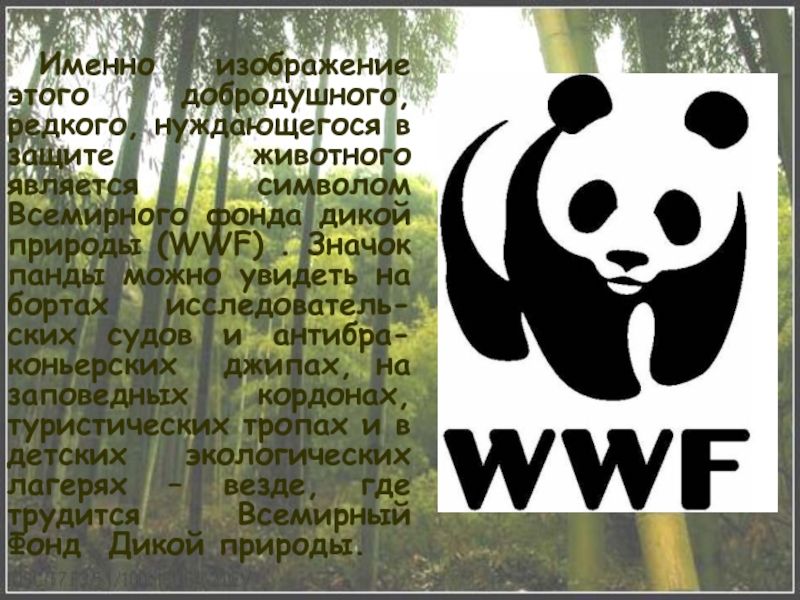 Изображение какого животного и почему является эмблемой всемирного фонда дикой природы wwf