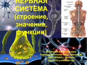 Нервная система (строение, значние, функции)