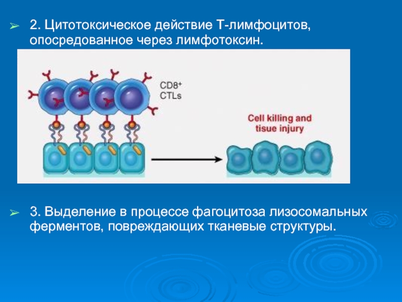 Действия лимфоцитов. Цитотоксический эффект cd8 т-лимфоцитов. Цитотоксические лимфоциты. Функции цитотоксических т лимфоцитов. Цитотоксическое действие лимфоцитов.