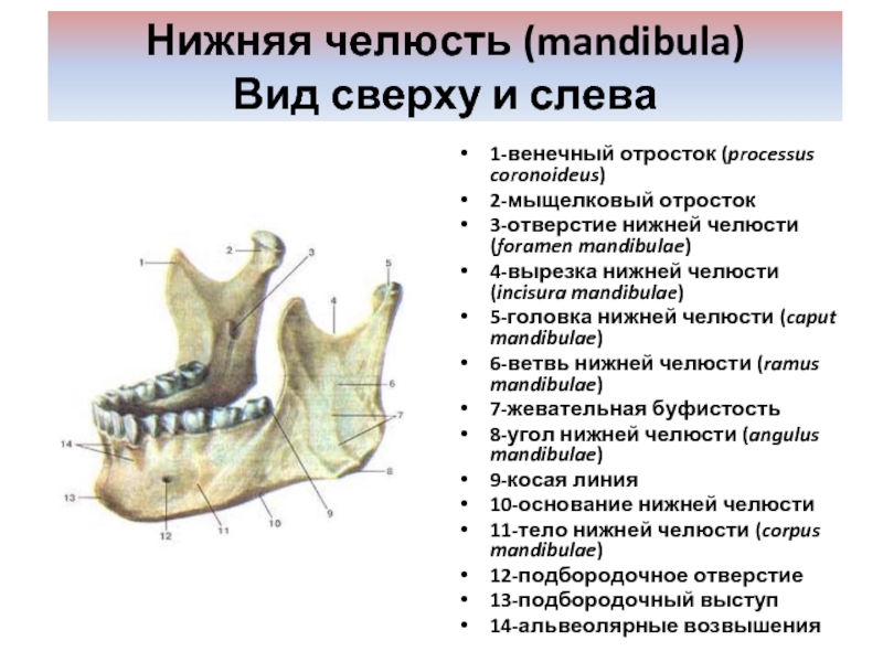 Перелом мыщелкового отростка нижней челюсти