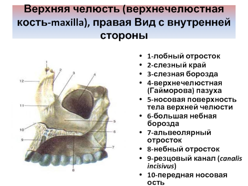 Пазуха верхнечелюстной кости