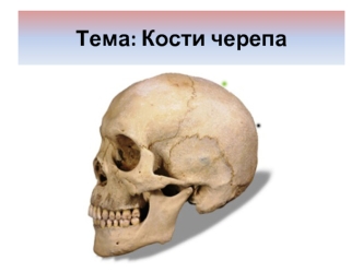 Кости черепа