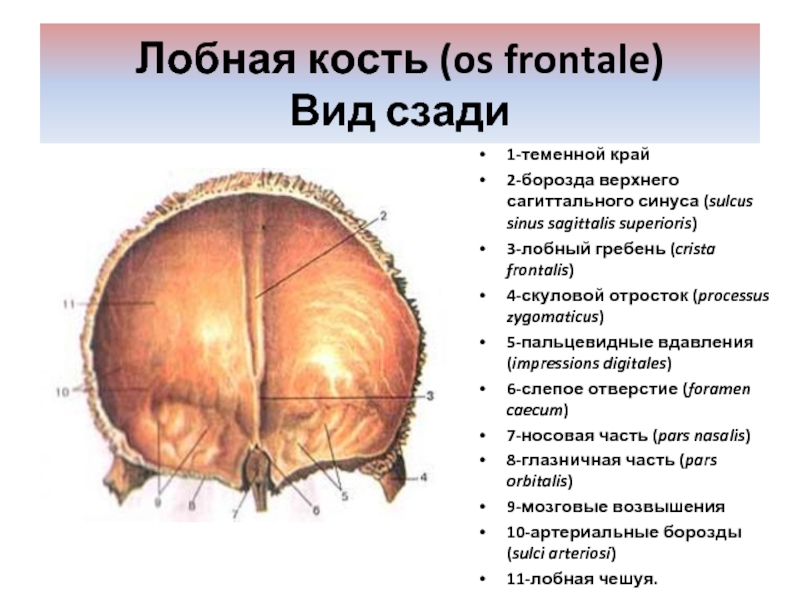 Лабиринт лобной кости