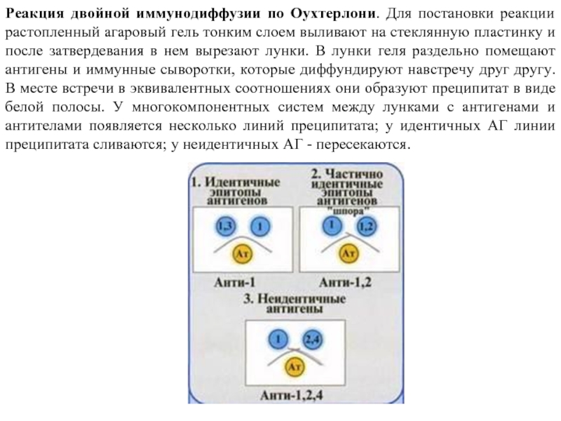 Двойная реакция. Реакция двойной иммунодиффузии по Оухтерлони. Реакция Оухтерлони иммунология. Двойная диффузия в геле по Оухтерлони. Метод двойной радиальной иммунодиффузии.