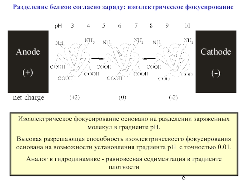 Белки деления. Методы разделения белков по заряду. Изоэлектрическое фокусирование белков. Изоэлектрическое Разделение белков. Оборудование для изоэлектрического фокусирования.