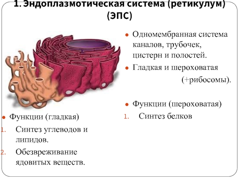 Пузырьков эпс. Шероховатая ЭПС строение. Гранулярная эндоплазматическая сеть функции. Функция шероховатой ЭПС клетки. Гладкий эндоплазматический ретикулум функции.