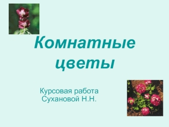 Комнатные цветы