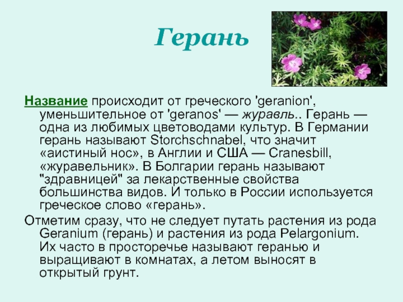 Проект про герань