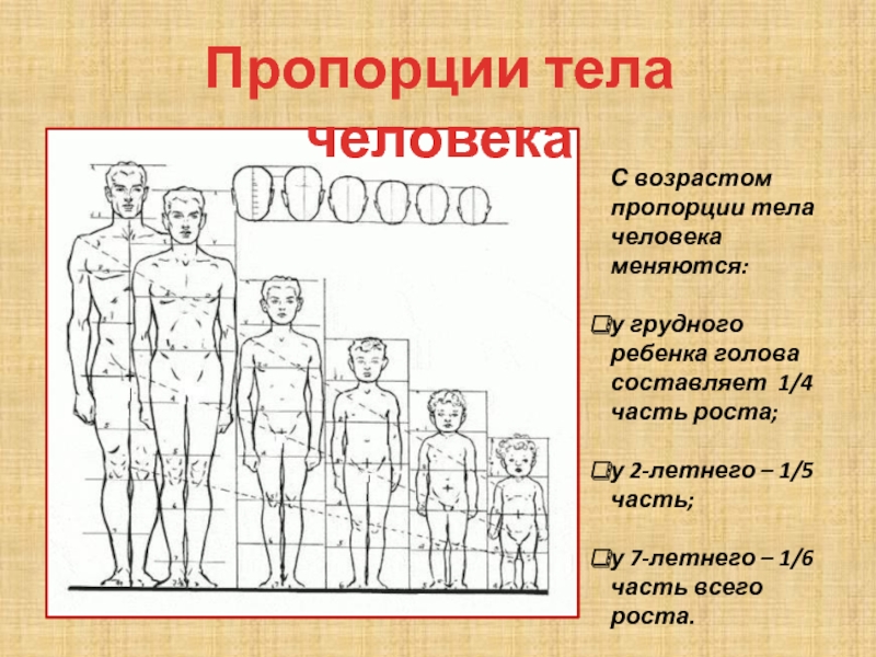 Человек 1 лет. Пропорции тела человека. Пропорции человеческого тела. Пропорции головы и тела человека. Пропорции взрослого и ребенка.