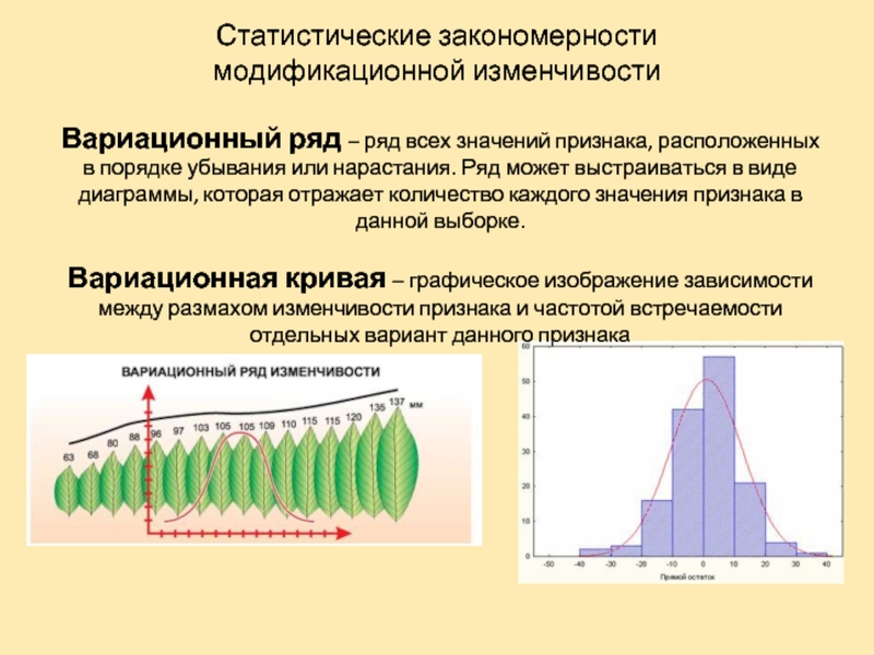 Примеры случайной изменчивости 7 класс. Статистические закономерности модификационной изменчивости. Вариационная кривая модификационной изменчивости. Статистическая закономерность это. Вариационный ряд модификационной изменчивости.