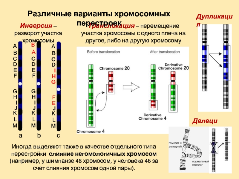 Хромосомные мутации схемы