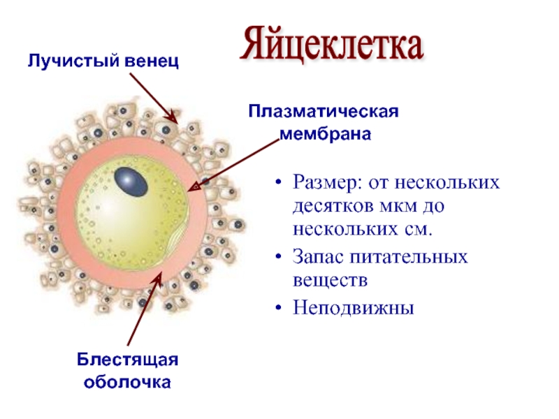 Рисунок яйцеклетки с подписями