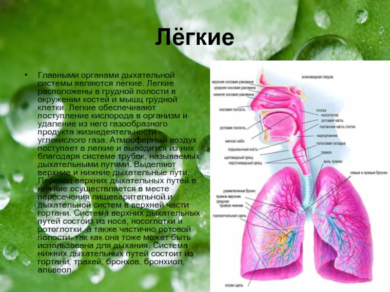 Легкие миры текст. Информация о лёгких человека. Дыхательная система. Сообщение про легкие. Лёгкие органы дыхания.
