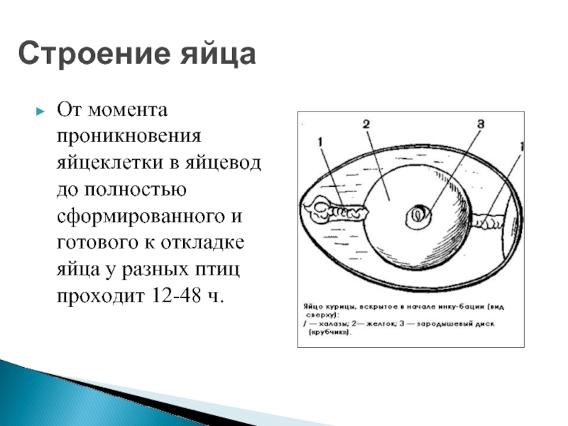 Строение яйца птицы и функции. Строение яйца птицы. Строение яйцеклетки яйца. Строение куриного яйца строение яйцеклетки.