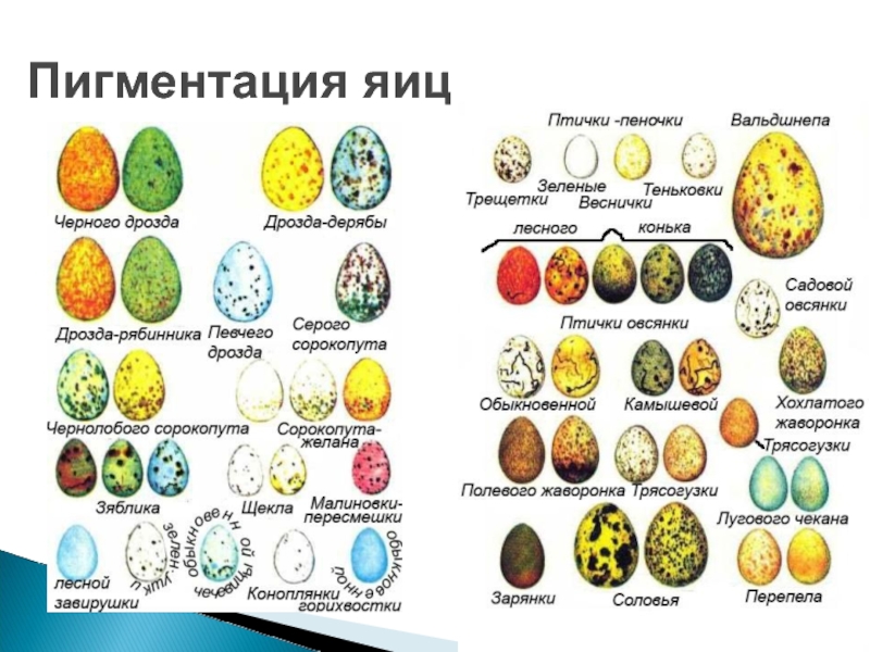 На каких картах какие яйца. Разновидности яиц. Яйца птиц. Развитие яйца у птиц. Разнообразие формы и цвета яиц.