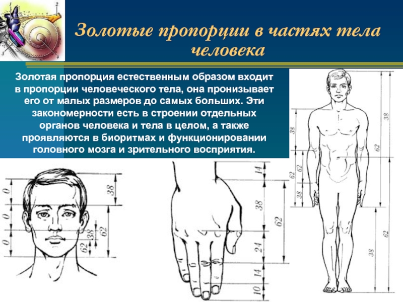 Сколько раз голова помещается в теле рисунок