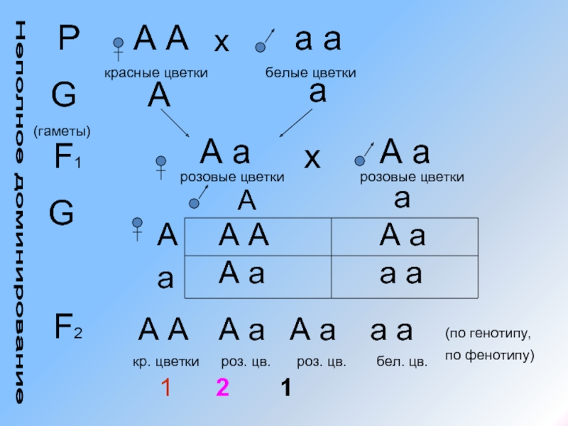 Аа х. АА АА. АА АА гаметы. Генетика AA X AA. По генотипу АА АА.