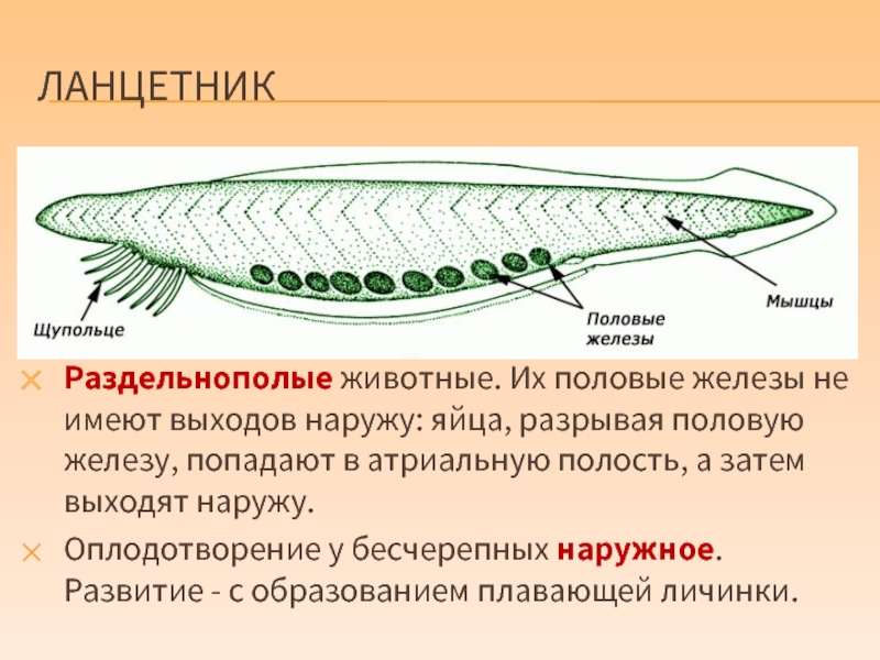 Нефридии ланцетника рисунок