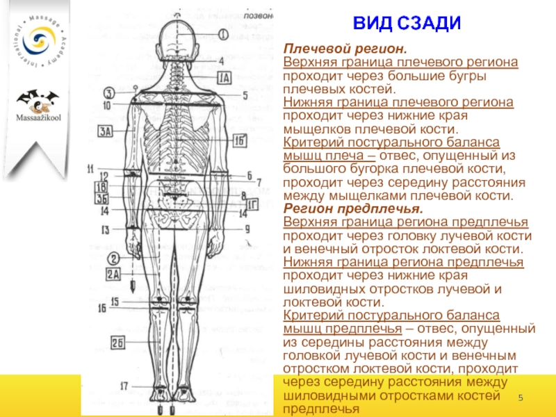 Линия проходящая. Визуальная диагностика. Визуальная диагностика тела. Верхняя граница шейного региона. Визуальная диагностика тела линии.