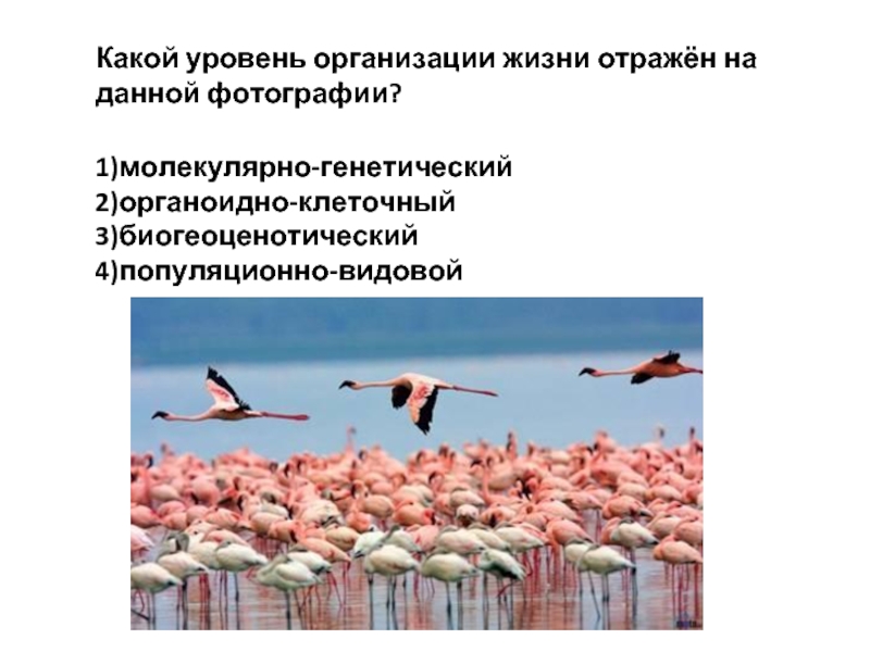 Какой уровень организации жизни отражен на данном рисунке молекулярно генетический