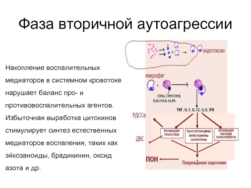 Крио на згт с блокадой схема