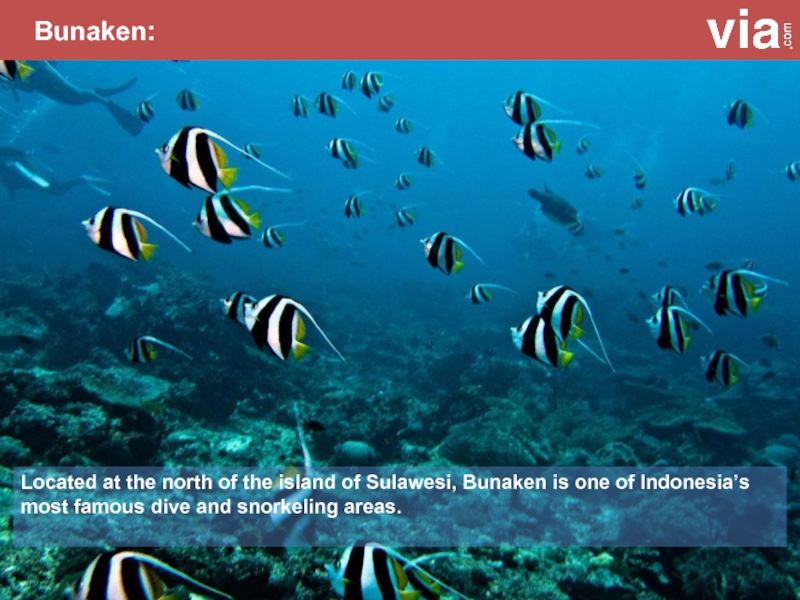 Bunaken Indonesia