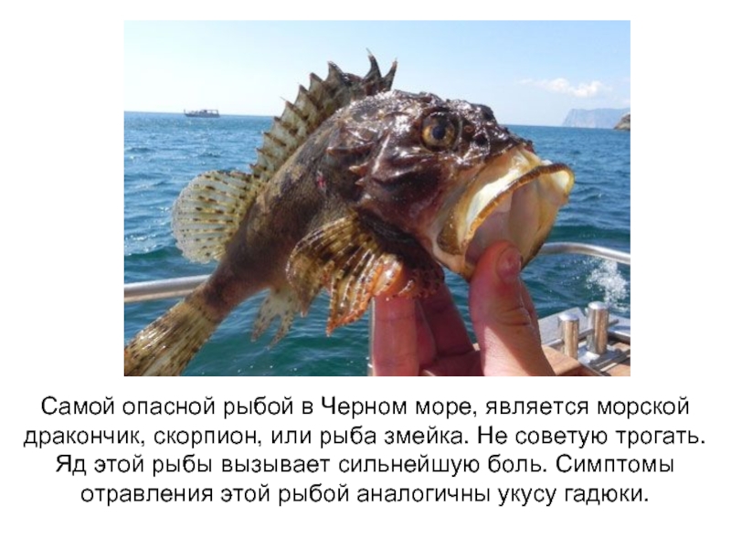 Фото Морской Рыбы Черного Моря