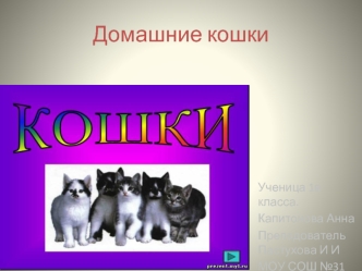 Домашние кошки