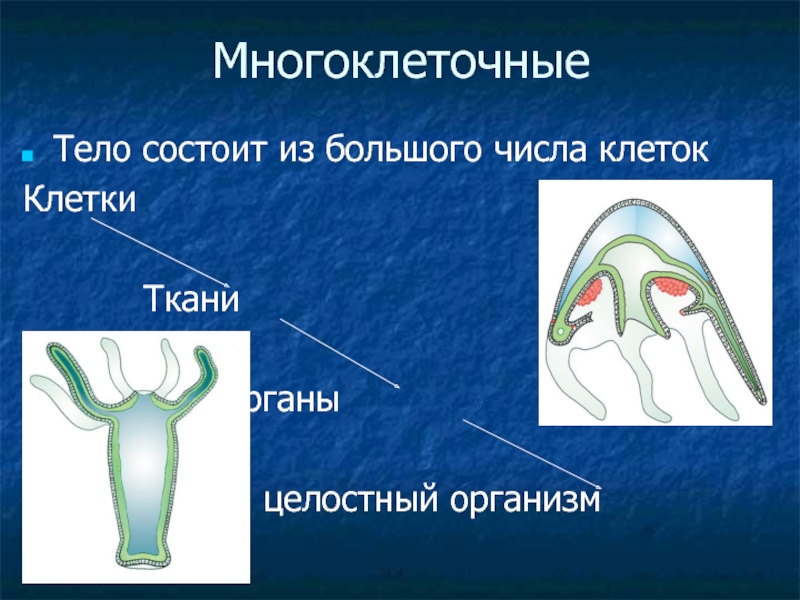 Многоклеточные. Презентация многоклеточные организмы. Презентация о животных многоклеточных. Многоклеточное тело. Многоклеточные существа.