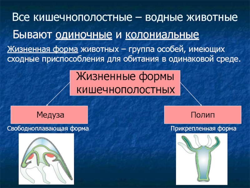 Характеристика кишечнополостных