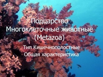 Подцарство Многоклеточные животные (Metazoa)
