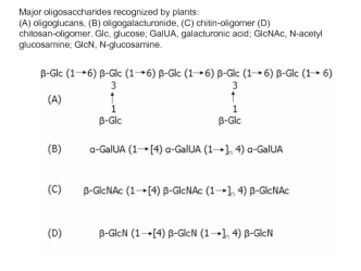 Major oligosaccharides recognized by plants