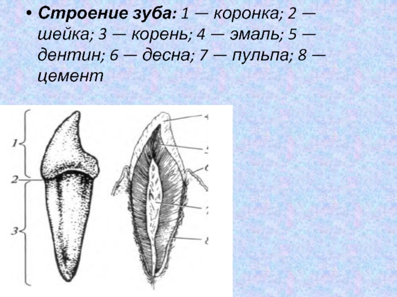 Выберите три верно обозначенные подписи к рисунку строение зуба на котором изображено