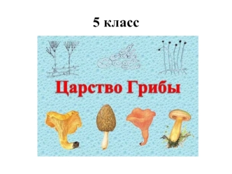 Царство грибы. (5 класс)