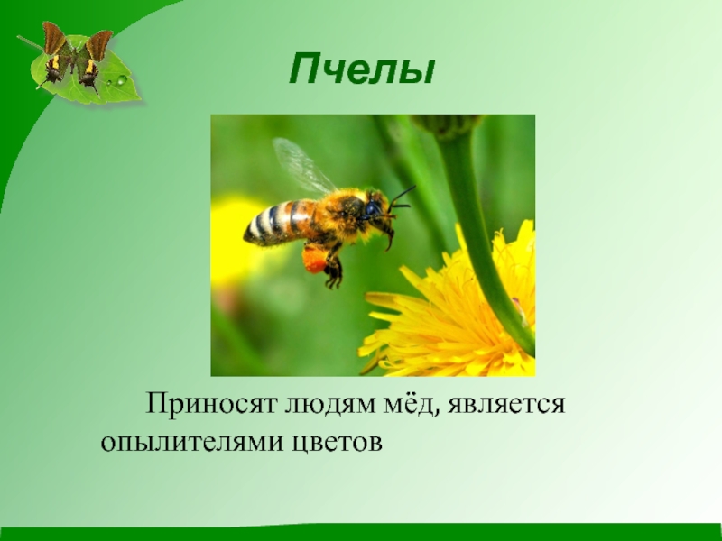 Сколько пчела приносит меда. Сколько пчела приносит меда за свою жизнь.