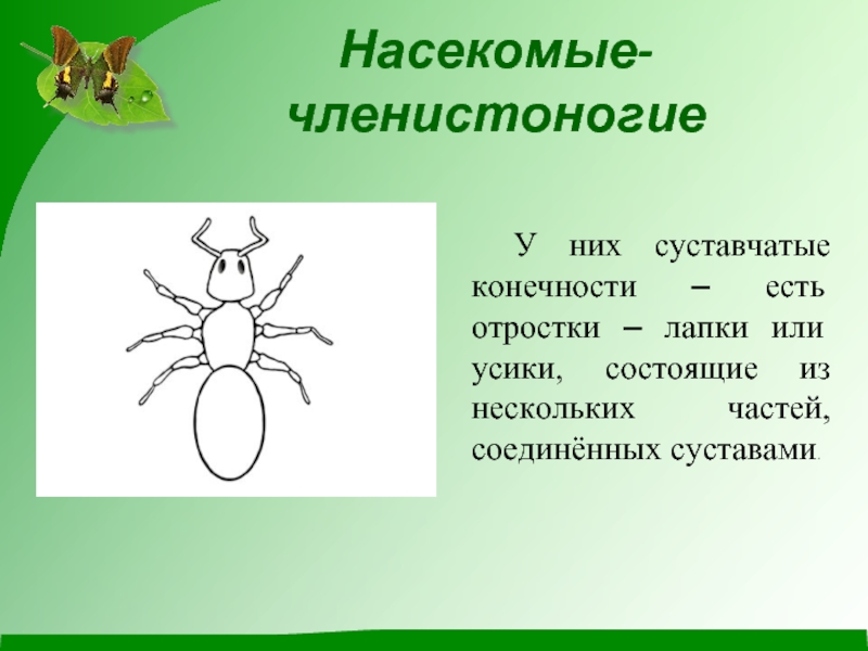 Членистоногие насекомые. Членистоногие класс насекомые. Представители членистоногих насекомых. Членистоногие насекомые питание.