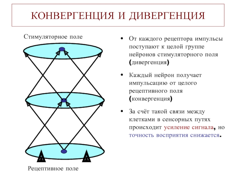 Конвергенция. Дивергенция и конвергенция. Дивергенция физика. Конвергенция и дивергенция в языкознании. Конвергенция математика.