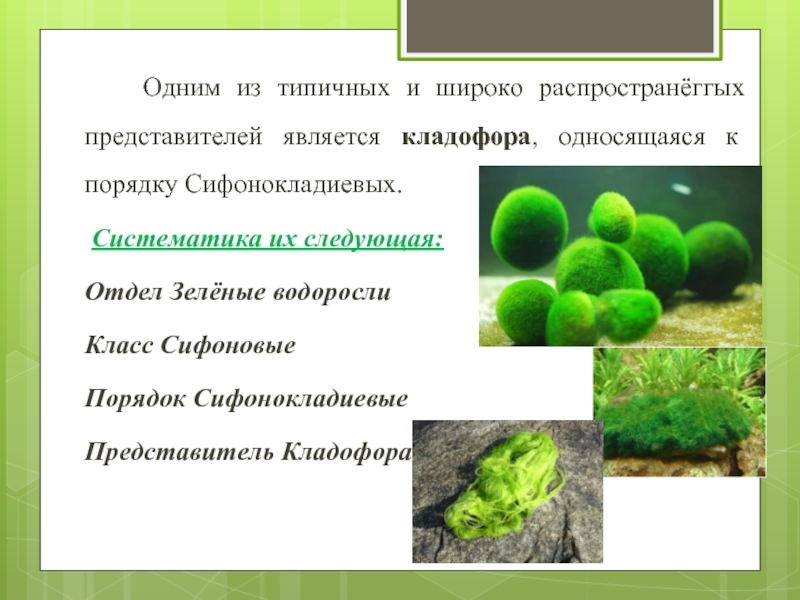 Характеристика классов водорослей