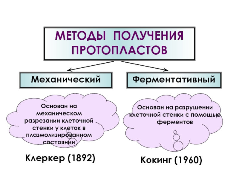 Способы получения результатов. Техника получения протопласта. Технология получения протопластов. Выделение протопластов. Ферментативный способ получения протопластов.